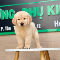 Golden Retriever - Màu Vàng Kem (MS 01)