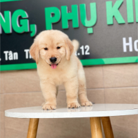 Golden Retriever - Màu Vàng Kem (MS 01)