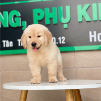 Golden Retriever - Màu Vàng Kem (MS 01)