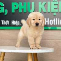 Golden Retriever - Màu Vàng Kem (MS 01)