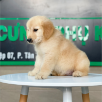 Golden Retriever - Màu Vàng Kem (MS 05)