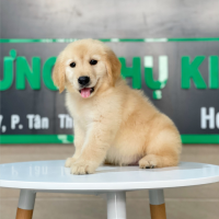 Golden Retriever - Màu Vàng Kem (MS 05)