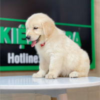Golden Retriever - Màu Vàng Kem (MS 06)