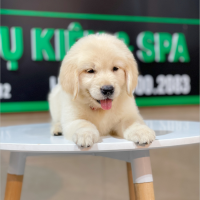 Golden Retriever - Màu Vàng Kem (MS 06)