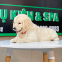 Golden Retriever - Màu Vàng Kem (MS 06)