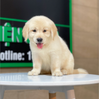 Golden Retriever - Màu Vàng Kem (MS 06)