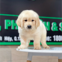 Golden Retriever - Màu Vàng Kem (MS 07)