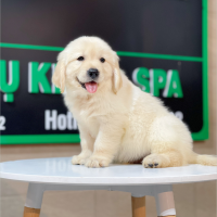 Golden Retriever - Màu Vàng Kem (MS 07)