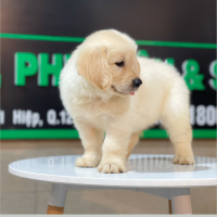 Golden Retriever - Màu Vàng Kem (MS 07)