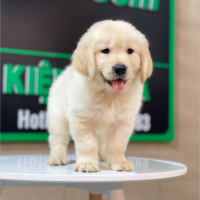 Golden Retriever - Màu Vàng Kem (MS 07)