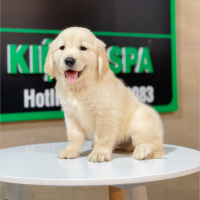 Golden Retriever - Màu Vàng Kem (MS 08)