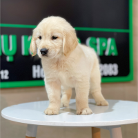 Golden Retriever - Màu Vàng Kem (MS 08)