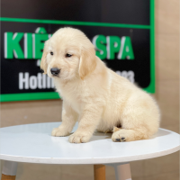 Golden Retriever - Màu Vàng Kem (MS 08)