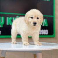 Golden Retriever - Màu Vàng Kem (MS 09)
