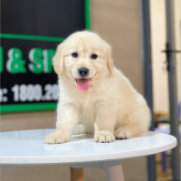 Golden Retriever - Màu Vàng Kem (MS 09)