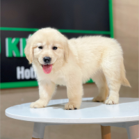 Golden Retriever - Màu Vàng Kem (MS 09)