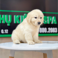 Golden Retriever - Màu Vàng Kem (MS 09)