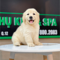 Golden Retriever - Màu Vàng Kem (MS 09)