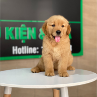Golden Retriever - Màu Đỏ Bò (MS 02)