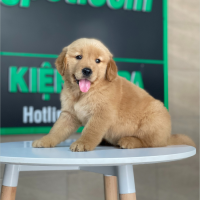 Golden Retriever - Màu Đỏ Bò (MS 02)