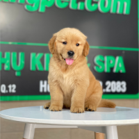 Golden Retriever - Màu Đỏ Bò (MS 02)
