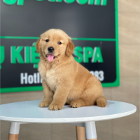 Golden Retriever - Màu Đỏ Bò (MS 02)