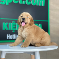 Golden Retriever - Màu Đỏ Bò (MS 02)