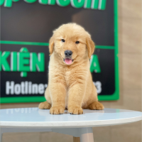 Golden Retriever - Màu Đỏ Bò (MS 04)