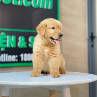 Golden Retriever - Màu Đỏ Bò (MS 04)