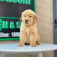 Golden Retriever - Màu Đỏ Bò (MS 04)
