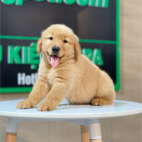Golden Retriever - Màu Đỏ Bò (MS 04)