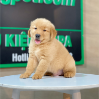 Golden Retriever - Màu Đỏ Bò (MS 04)