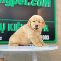 Golden Retriever - Màu Đỏ Bò (MS 05)