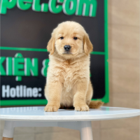 Golden Retriever - Màu Đỏ Bò (MS 05)