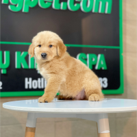 Golden Retriever - Màu Đỏ Bò (MS 05)