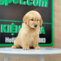 Golden Retriever - Màu Đỏ Bò (MS 05)