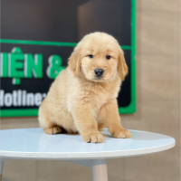 Golden Retriever - Màu Đỏ Bò (MS 05)