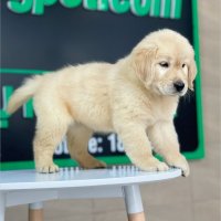 Golden Retriever - Màu Vàng Đậm (MS 21)