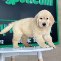 Golden Retriever - Màu Vàng Đậm (MS 21)
