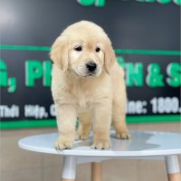 Golden Retriever - Màu Vàng Đậm (MS 21)
