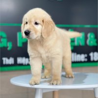 Golden Retriever - Màu Vàng Đậm (MS 21)