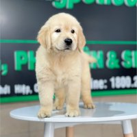 Golden Retriever - Màu Vàng Đậm (MS 21)