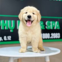 Golden Retriever - Màu Vàng Đậm (MS 22)