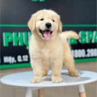 Golden Retriever - Màu Vàng Đậm (MS 22)