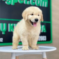 Golden Retriever - Màu Vàng Đậm (MS 22)