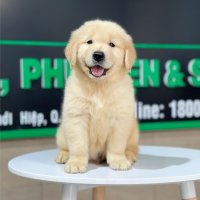 Golden Retriever - Màu Vàng Đậm (MS 22)