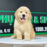 Golden Retriever - Màu Vàng Đậm (MS 23)