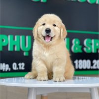 Golden Retriever - Màu Vàng Đậm (MS 23)