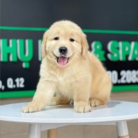 Golden Retriever - Màu Vàng Đậm (MS 23)