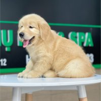 Golden Retriever - Màu Vàng Đậm (MS 23)